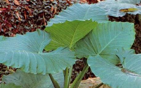 有毒植物入口別慌！送醫前先做這件事