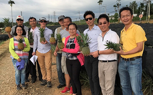 外銷大突破！台灣鳳梨獲澳大利亞同意輸入