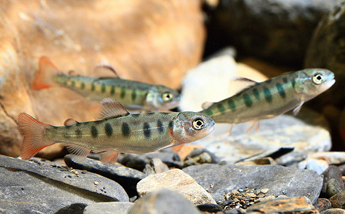 (影)創歷史新高！櫻花鉤吻鮭野外數量首次突破萬尾