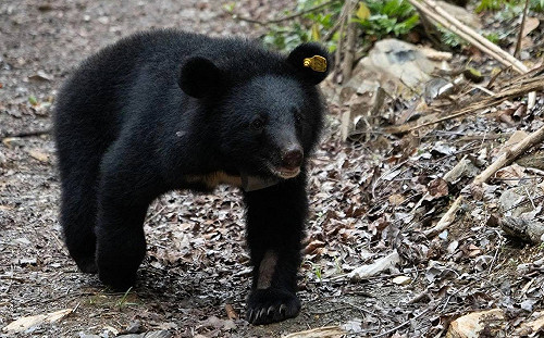 廣原小熊Mulas野放滿周年！成功取回追蹤頸圈完全回歸山林