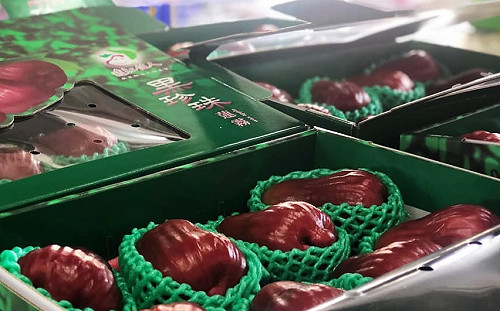 屏東蓮霧走精品路線！外銷總量佔全台7成