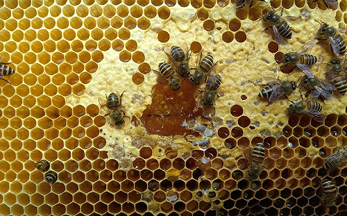 蜂蜜加熱超過40度C會有毒？食藥署闢謠：毫無根據