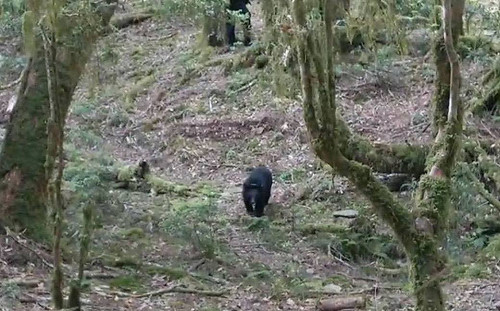 台東廣原小熊野放滿一週！頸圈定位顯示生活規律