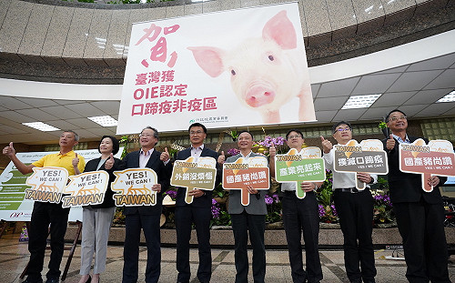台灣正式成為口蹄疫非疫區！陳吉仲：盼台灣豬充滿國際市場