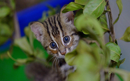 以石虎之名蓋公園破壞棲地  監院糾正水利署、苗縣府
