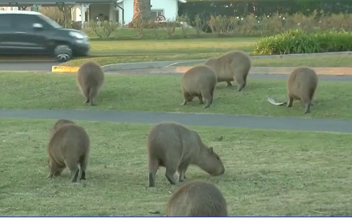 （影）卡哇伊！水豚大軍亂逛阿根廷富人區 生物專家 : 居民才是「入侵者」