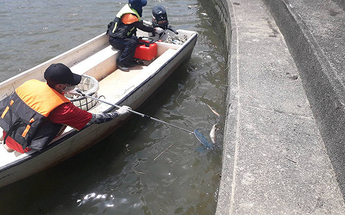 連日高溫魚也受不了！淡水河大量烏仔魚暴斃