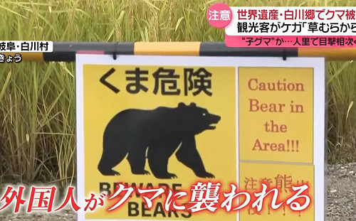 劉黎兒觀點》今年的熊出沒不是開玩笑的！有8萬隻熊的日本造成災害 紅葉觀光不能不小心