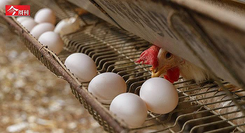 一顆雞蛋 為何讓食品大廠都搶進？