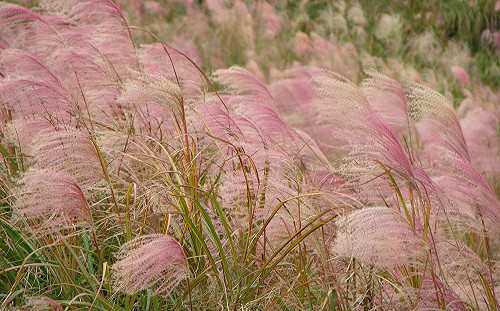 賞芒花、看侯鳥！秋季限定小旅行看這邊