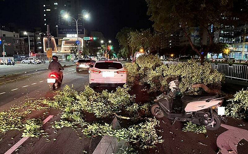 台中路樹不敵強風倒塌！女騎士遭砸傷 網驚：根本颱風等級