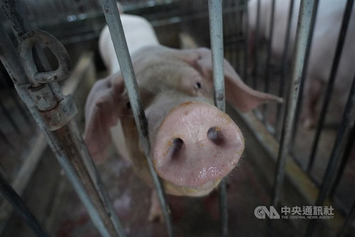 陳駿季:廚餘養豬不是原罪 允後續進行政策檢討
