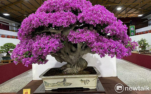 台灣花菓盆栽展覽即將盛大登場  推動精緻農業與藝術生活新風貌