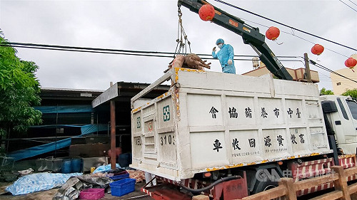 台中豬場染非洲豬瘟 王姓獸醫佐涉無照開藥遭送辦