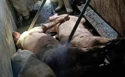 非洲豬瘟案牽扯4名獸醫、獸醫佐!媒體人點出台中市府2大缺失