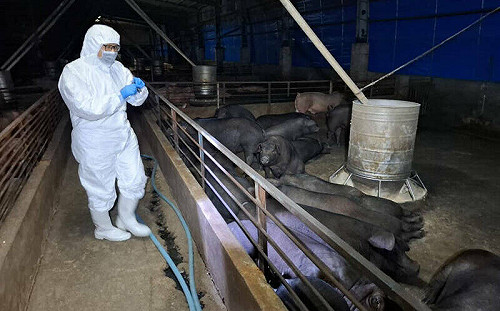 非洲豬瘟案持續延燒!紀姓獸醫發長文感嘆:特約獸醫師流於應付法規