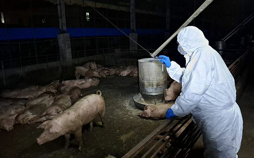 養豬協會建議阿兵哥幫忙消化30萬禁宰豬！網轟：阿兵哥不是廚餘桶