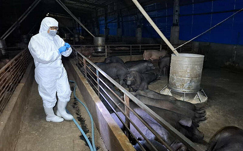 新竹廚餘養豬場稽查率0%？市府隔日公布：已完成100%查核率