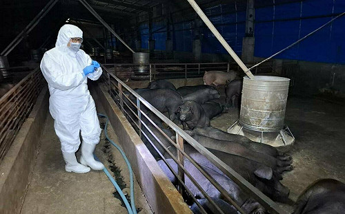 亡羊補牢 非洲豬瘟案場與飼主住處相連 中市府終於要去採驗