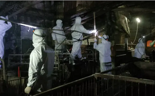 台中市府「擅自清消」破壞非洲豬瘟防線！教授怒轟：這是公然挑釁防疫體系