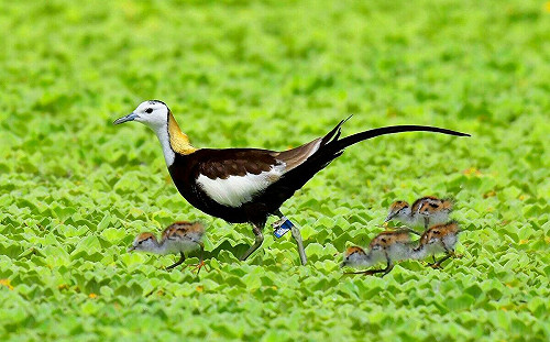 美濃湖溼地工程連獲兩大獎　高市觀光局攜手鳥會打造生態旅遊天堂
