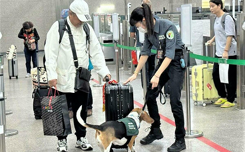 金門小三通今年已查獲15起「中國豬肉」！高雄關：將加強查緝