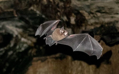 打臉COVID-19起源陰謀論  巴西蝙蝠體內驚現「雙胞胎」病毒