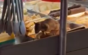 (影)鹽酥雞攤驚見「料理鼠王」 30公分大老鼠狂嗑食材 衛生局急查辦