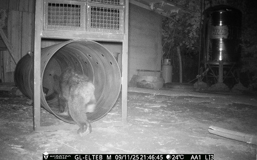 (影)花蓮也有熊出沒！黑熊「體態消瘦」二度闖工寮覓食遭捕獲