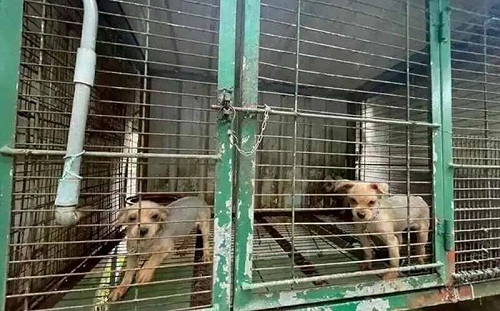 苗栗「人人犬舍」惡行挨罰　仍有188狗被轉送再剝削！米可白痛批：縣府冷漠太可怕