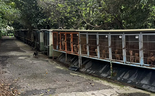 米可白疑188隻剪聲帶犬遭「繼續利用」！苗縣動防所緊急澄清了