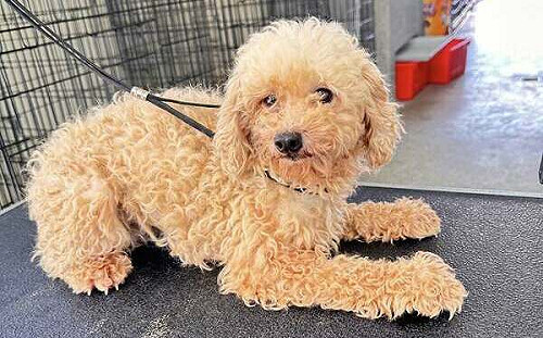 苗栗「人人犬舍」不當繁殖品種犬遭沒入   首批85隻19日開放認養