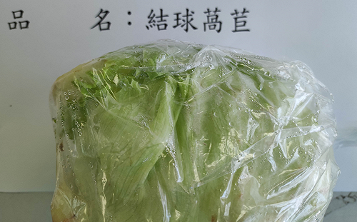 又驗出「芬普尼」超標！馬來西亞進口結球萵苣遭銷毀