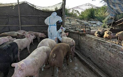 台南白河業者違規「廚餘餵豬」！市府怒轟挑戰公權力 重罰120萬