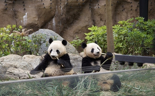 俄羅斯幫腔北京嗆高市早苗! 繼禁水產、牛肉後 中再嗆 : 日本將無大熊貓