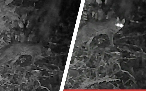 阿里山消失31年「神秘客」現蹤！ 石虎深夜回眸超萌樣曝光 創嘉南最高海拔紀錄