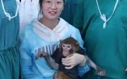 強摘人類器官疑雲未解　中國醫推異種移植：豬腎植獼猴已存活1年