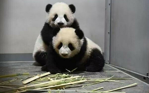 日中緊張殃及貓熊  日本僅存兩隻貓熊明年返中國 「貓熊熱」暫告一段落