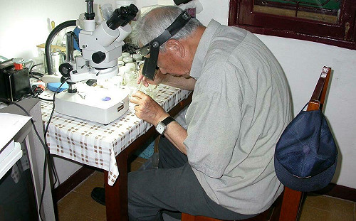 「抗瘧之父」連日清家屬捐6,274件稀有蠓科標本　助力台灣小黑蚊防治