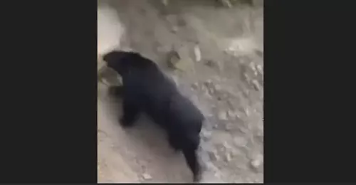 南投露營區旁有熊出沒！台中這地區也警戒