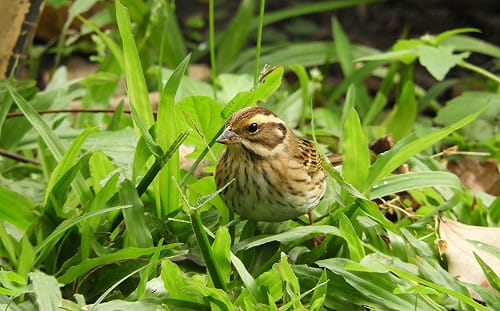 黃眉鵐罕見現身台中！科博館：理性賞鳥「勿干擾」餵食