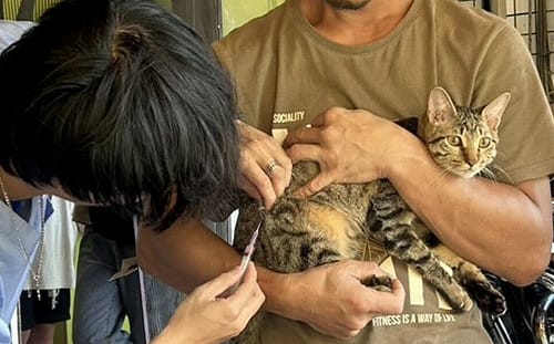 寵物用藥新制7月上路！吳欣岱批：配套跟不上