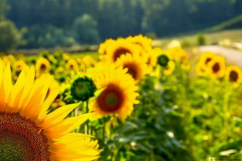 卡努遠離陽光BACK！後有熱低壓成颱