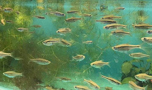 搶救瀕危淡水魚  海大成功復育臺灣梅氏鯿