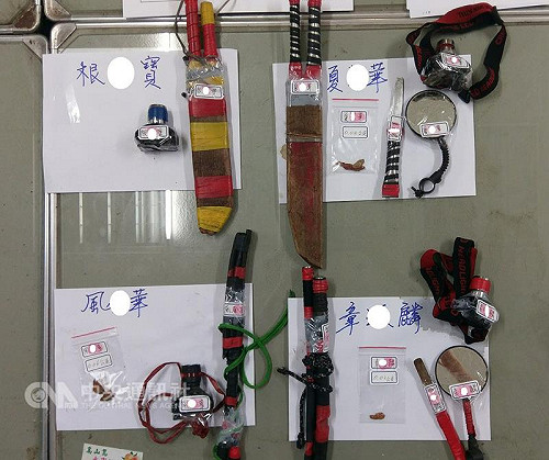 森林雨夜有鬼火? 山老鼠盜採牛樟芝