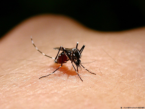 新北登革熱群聚感染增 共計6個案確診