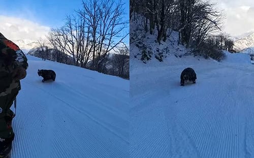 嚇爛！日本滑雪選手滑到一半黑熊突猛衝出來　驚悚追逐畫面全記錄