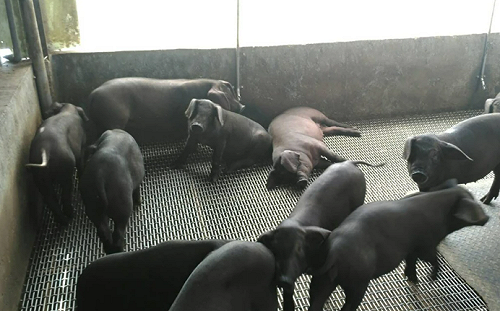 2027廚餘禁令重創「六堆黑豬」！豬農嘆：廚餘未解決  產業恐先滅