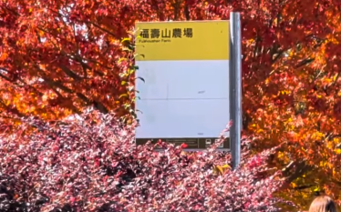 福壽山楓葉正紅！公車站牌成夢幻打卡點 網讚：最美造景