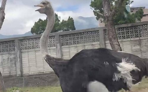 花蓮大馬路驚見「鴕鳥狂奔」競速小客車！網笑瘋：誰的史詩坐騎掉了